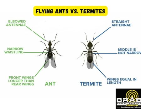 Flying Ants vs. Termites: How to Tell The Difference in 2024 - Brady Pest Control