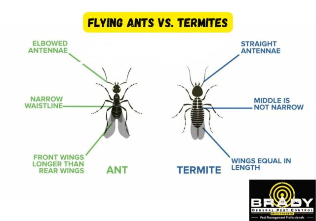 Flying Ants vs. Termites: How to Tell The Difference in 2024 - Brady Pest Control