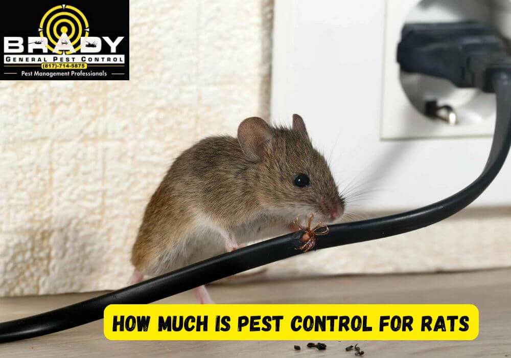 How Much is Pest Control for Rats in Grand Prairie, TX - Brady Pest Control