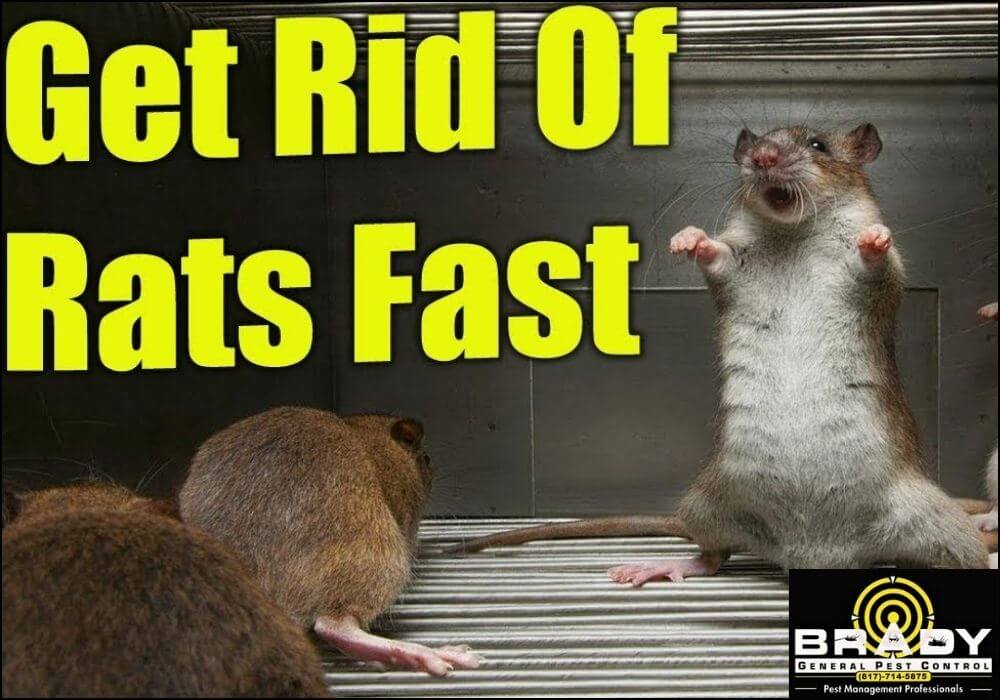 How To Get Rid Of Rats In House Fast - Brady Pest Control