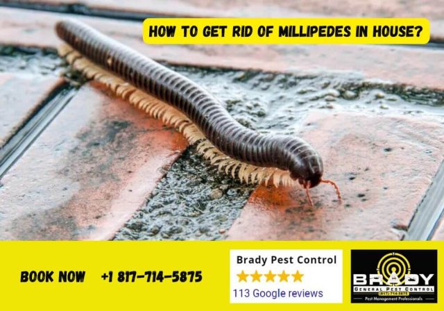 How to Get Rid of Millipedes in House - Brady Pest Control