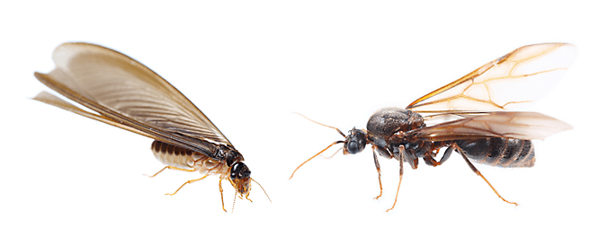 How to Identify Flying Ants vs. Termites - Brady Pest Control