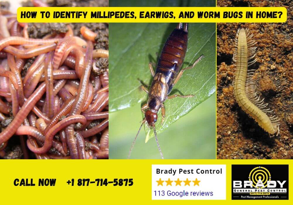 How to Identify Millipedes, Earwigs, and Worm Bugs in Home - Brady Pest Control