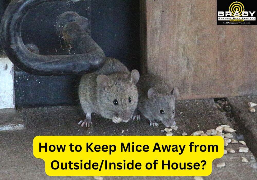 How to Keep Mice Away from OutsideInside of House? - Brady Pest Control