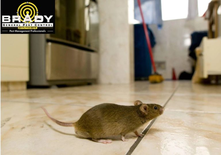 Want to remove rats fast Contact Brady Pest Control