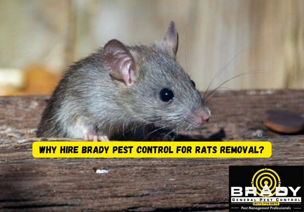 Why Choose Brady Pest Control for Rats Removal