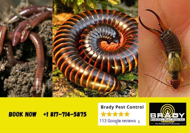 Why Do I Have Millipedes, Earwigs and Worm bugs in my House - Brady Pest Control