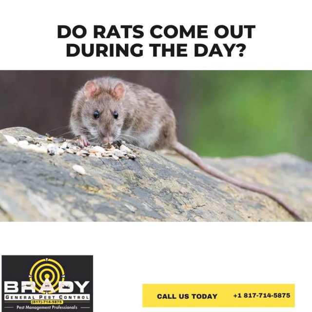 Do Rats Come Out During the Day? Brady Pest Control