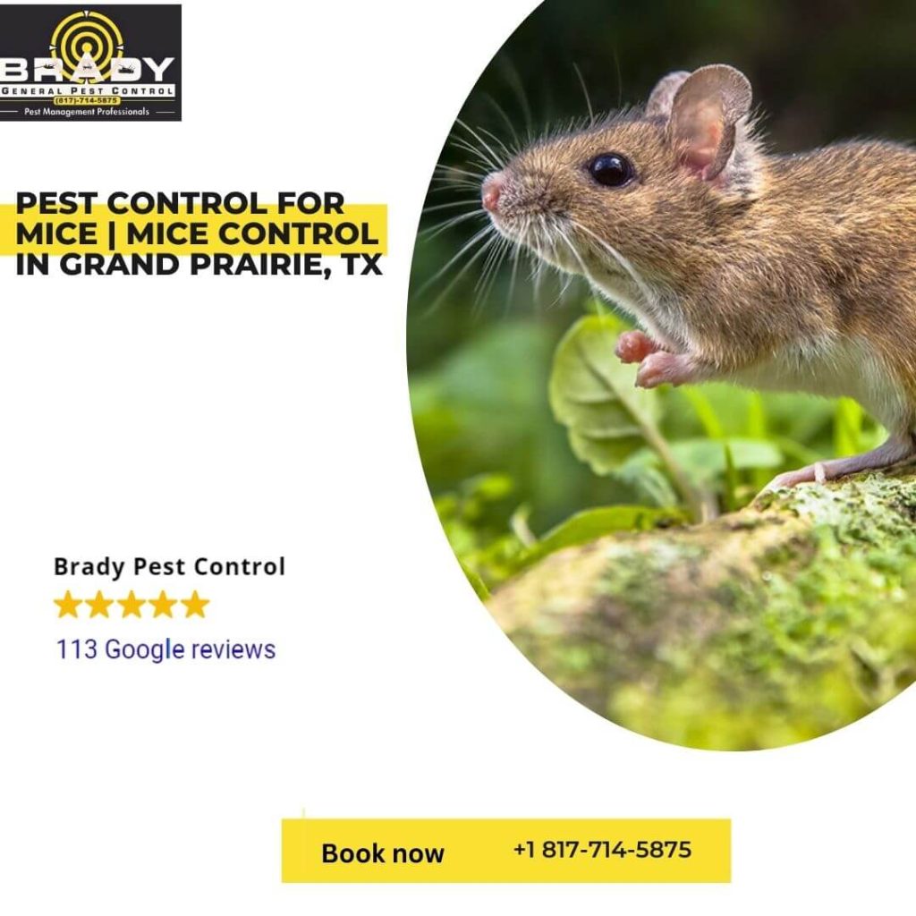 Pest Control for Mice | Mice Control in Grand Prairie, TX - Brady Pest Control