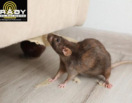 Reasons Rats May Be Active During the Day? Brady Pest Control