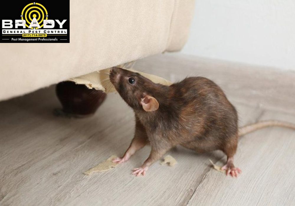 Reasons Rats May Be Active During the Day? Brady Pest Control