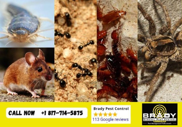 Top 5 Winter Pests in Texas and How to Prevent Them? Brady Pest Control