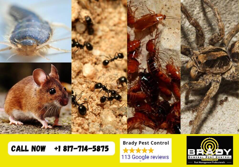 Top 5 Winter Pests in Texas and How to Prevent Them? Brady Pest Control