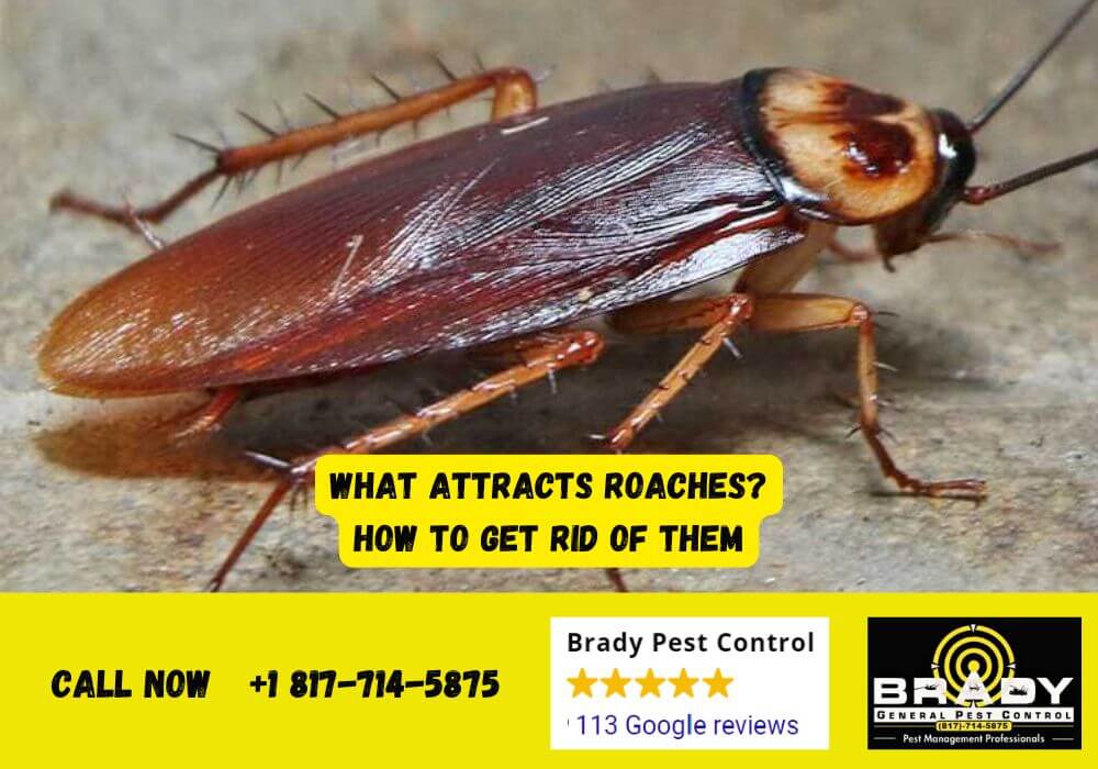 What Attracts Roaches? How to Get Rid of Them - Brady Pest Control