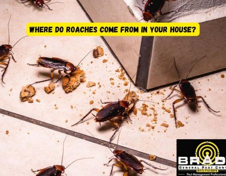 Where Do Roaches Come From in Your House? Brady Pest Control