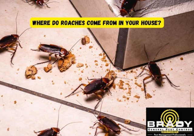 Where Do Roaches Come From in Your House? Brady Pest Control