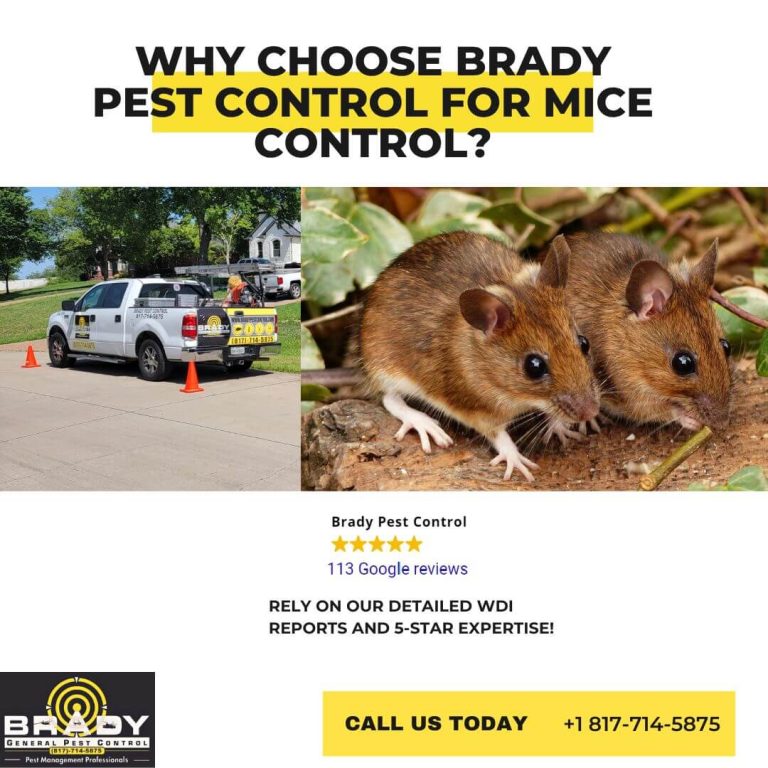 Brady Pest Control for Mice Control | Exterminator for Mice Control Grand Prairie