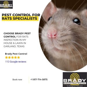 Pest Control for Rats Grand Prairie, TX | Exterminator Mice |  Rodent Exclusion Services Near Me - Brady Pest Control