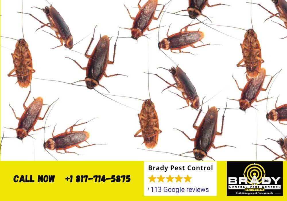 What are Roaches Attracted to? Brady Pest Control