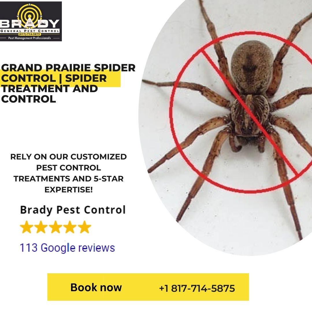 Grand Prairie Spider Control | Spider Treatment and Control - Brady Pest Control