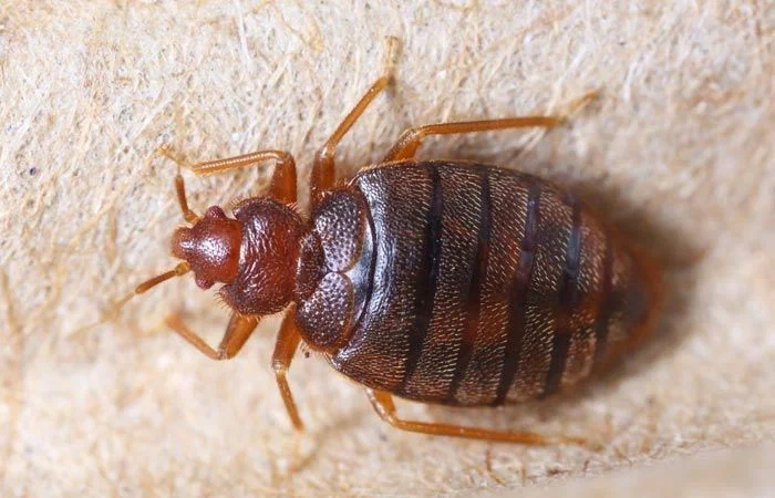 How To Get Rid Of Bed Bug Exoskeleton? 2025 Best Tips - Brady Pest Control