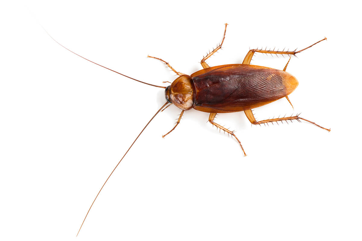 Identifying and Preventing Cockroach? Brady Pest Control