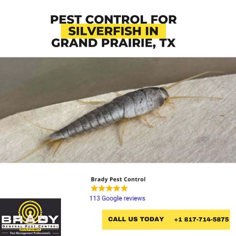 Pest Control for Silverfish in Grand Prairie, Tx | Silverfish Exterminators - Brady Pest Control