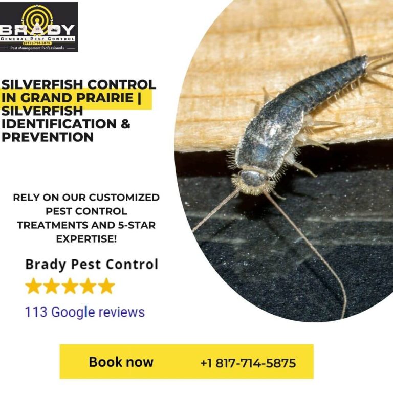 Silverfish Control in Grand Prairie |  Silverfish Identification & Prevention