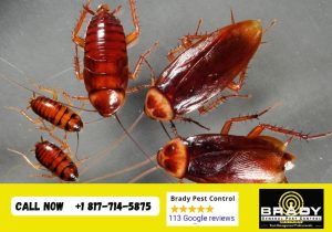 Where do Cockroaches Come from in Your House? Brady Pest Control