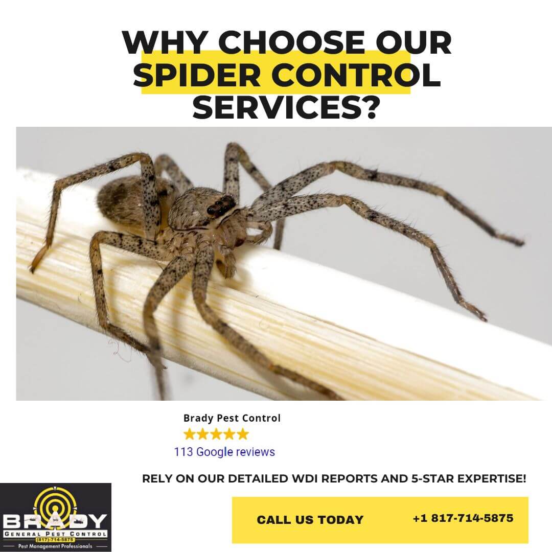 Why Choose Our Spider Control Services?