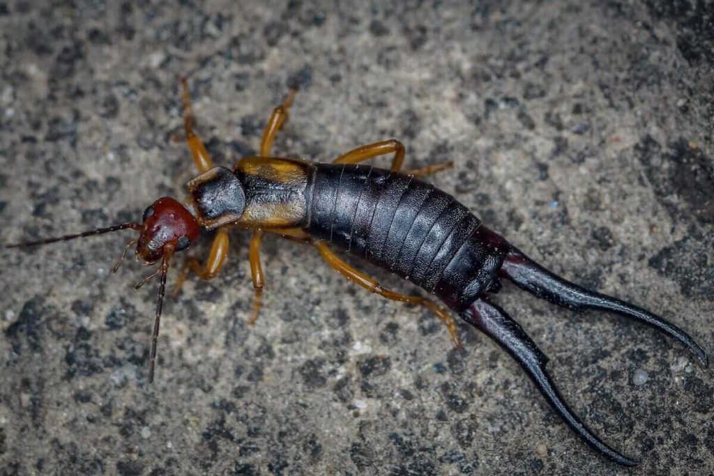 5 Fast-Action Earwig Removal Methods