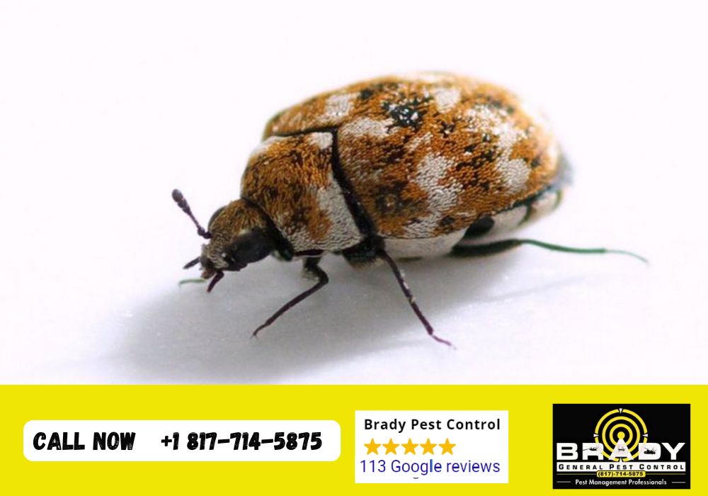 Beetle Treatement/Removal Expert - Brady Pest Control