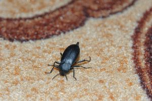 How to Get Rid of Carpet Beetles? Brady Pest Control