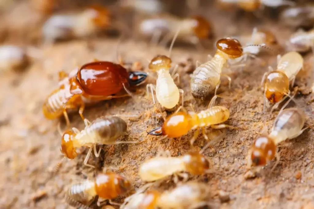 Factors Affecting the Cost of Termite Treatment in Texas