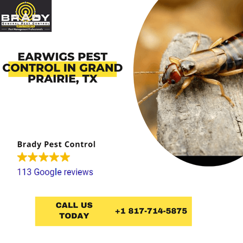 Earwig Pest Control in Grand Prairie, TX | Earwig Treatment Expert  - Brady Pest Control