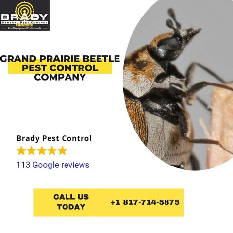 Grand Prairie Beetle Pest Control Company | Beetle Treatement/Removal Expert - Brady Pest Control