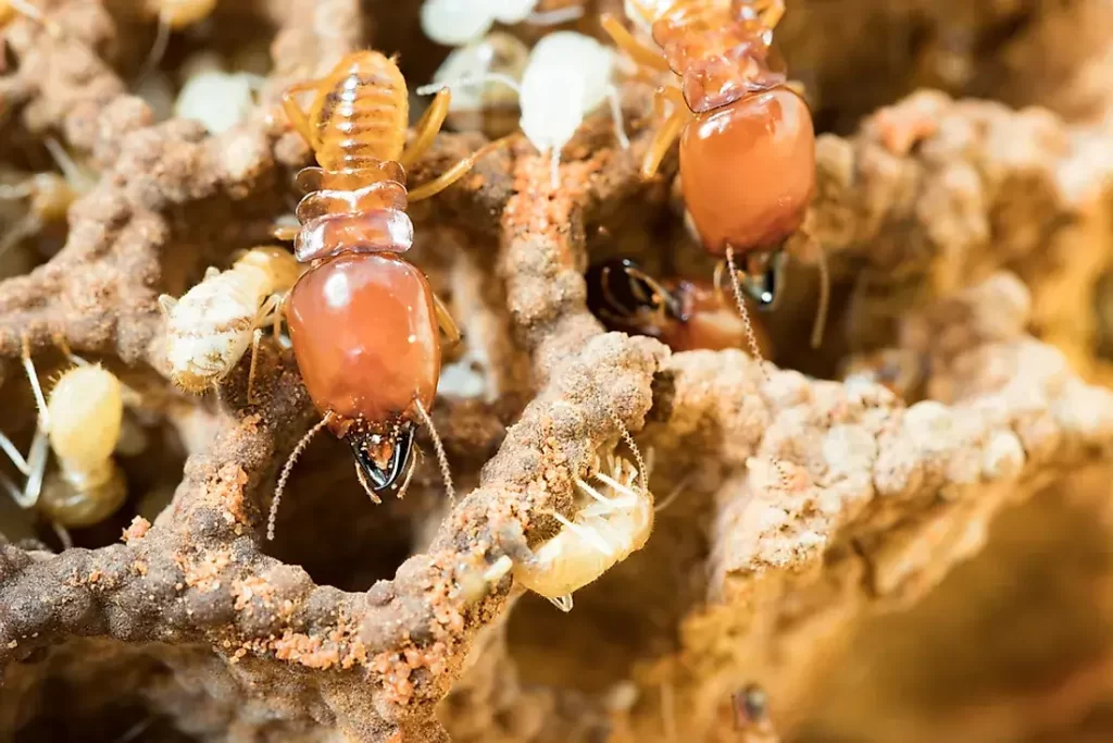 How Much is Termite Treatment in Texas? Brady Pest Control