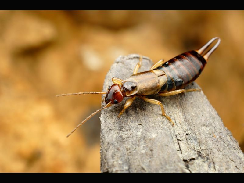 How to Get Rid of Earwigs in Your House Fast? Brady Pest Control