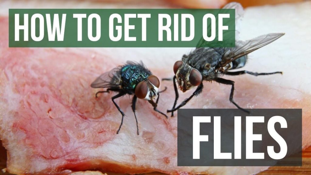 How to Get Rid of Flies?