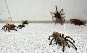 How to Prevent Spider Infestations? Brady Pest Control