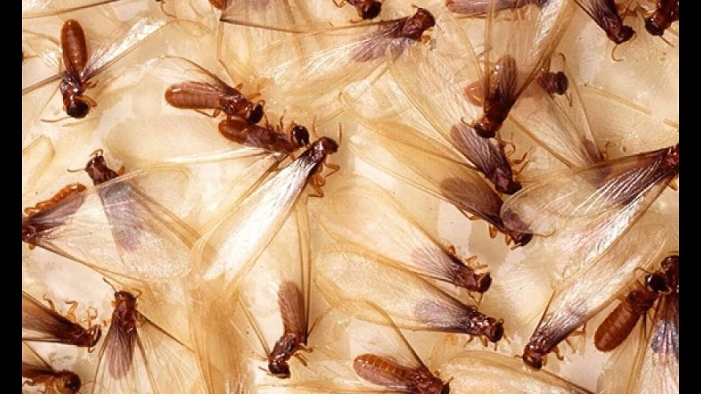 How to Protect Your Home from Flying Termites? Brady Pest Control