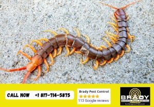 Our Centipede Treatment Process - Brady Pest Control