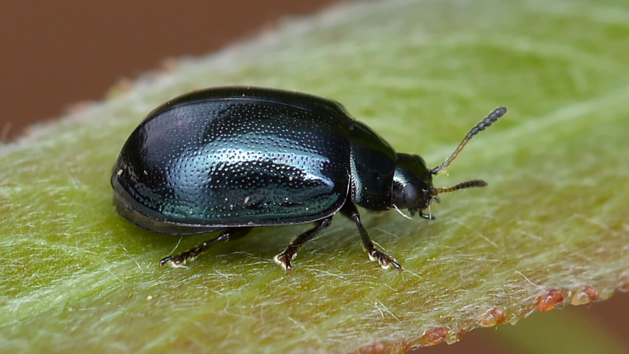 Tiny Black Beetles in House? How to Get Rid & Prevent Them - Brady Pest Control