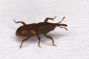 Weevil Control Service | Grand Prairie, Fort Worth & Arlington, TX - Brady Pest Control