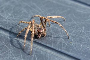 What is a Spider Infestation? Brady Pest Control