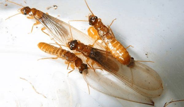 Why do Flying Termites Suddenly Appear 2025 Guide by Pests Expert