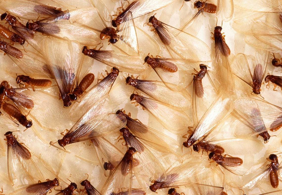 Do Termites Fly? Things You Should Know about Flying Termites