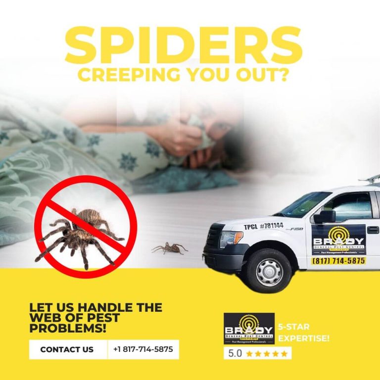 Grand Prairie Spider Control | Spider Treatment and Control - Brady Pest Control