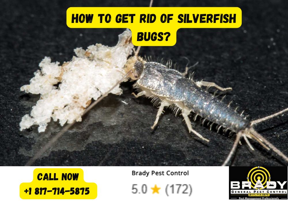 How to Get Rid of Silverfish Bugs? 2026 Top 10 Tips - Brady Pest Control