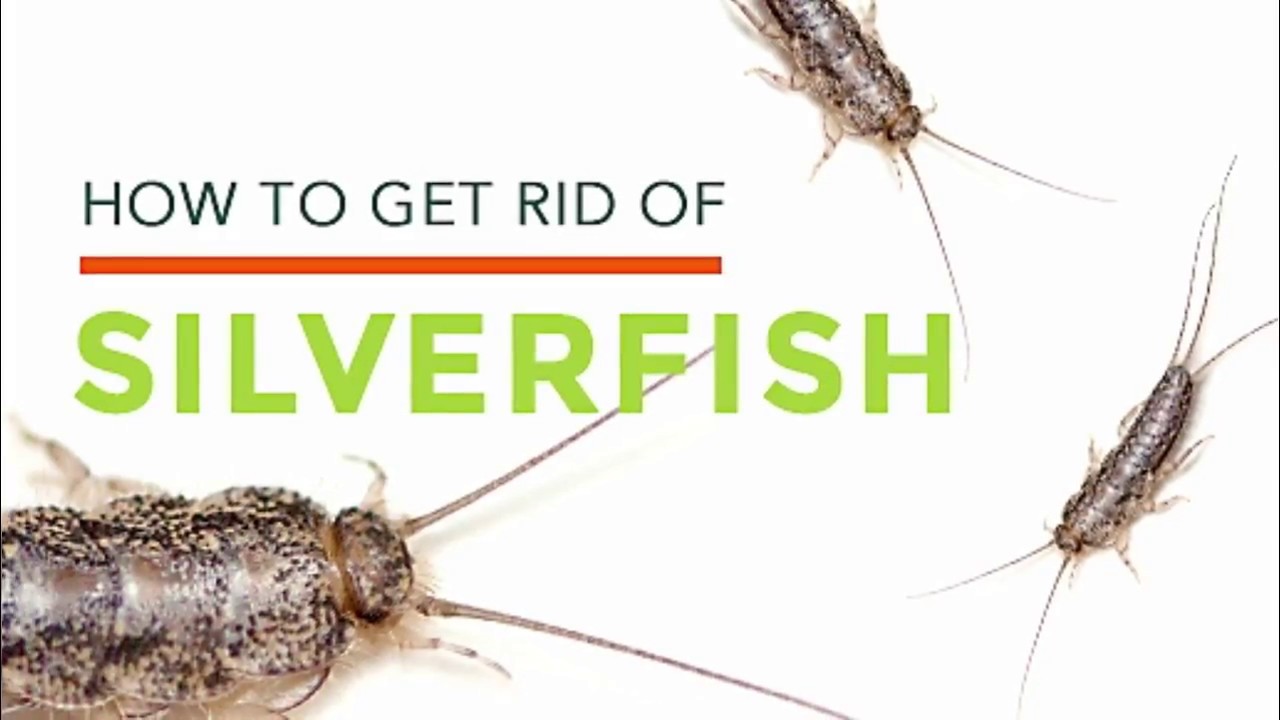 How to Get Rid of Silverfish in Your Home? 2025 Tips by Pest Expert